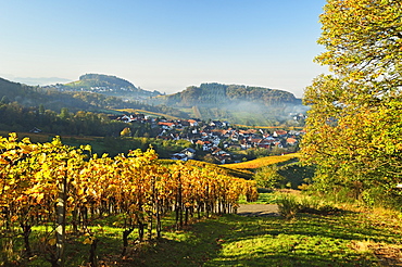 Vineyard landscape and Riegel village, Ortenau, Baden Wine Route, Baden-Wurttemberg, Germany, Europe 