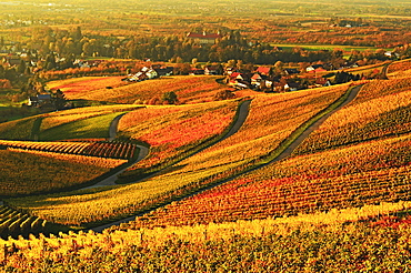 Vineyard landscape and Blumberg village, Ortenau, Baden Wine Route, Baden-Wurttemberg, Germany, Europe 