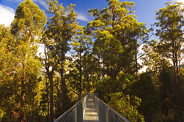 Airwalk, Tahune Forest Reserve, Tasmania, Australia, Pacific