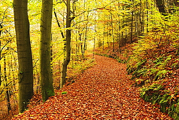 Autumn forest around Karlovy Vary, Czech Republic, Europe