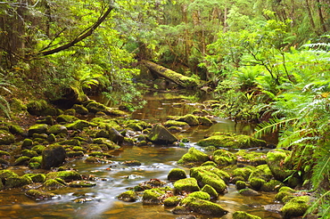 Creekton Rivulet, Southern Forests, Tasmania, Australia, Pacific