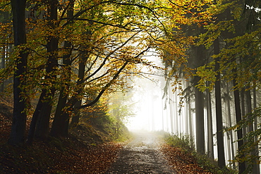 Autumn forest around Karlovy Vary, Czech Republic, Europe