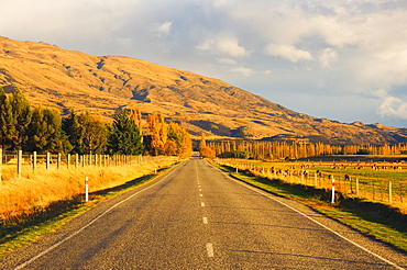 Road, Tarras, Central Otago, South Island, New Zealand, Pacific