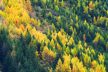 Larches, Waitiri, Central Otago, South Island, New Zealand, Pacific