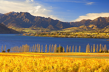 Vineyard and Lake Wanaka, Wanaka, Central Otago, South Island, New Zealand, Pacific