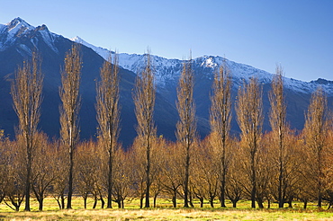 Poplar trees, Matukituki Valley, Central Otago, South Island, New Zealand, Pacific