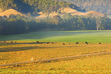 Farmland, Mount Lion, New South Wales, Australia, Pacific