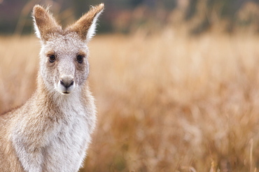 Eastern grey kangaroo, Kosciuszko National Park, New South Wales, Australia, Pacific