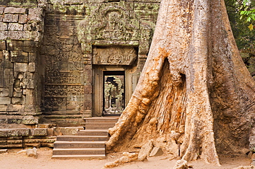 Ta Prohm temple, Angkor, UNESCO World Heritage Site, Siem Reap, Cambodia, Indochina, Southeast Asia, Asia