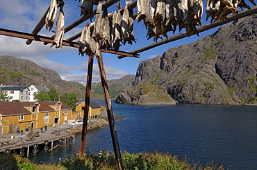 Cod drying, Nusfjord, Flakstadoya, Lofoten Islands, Norway, Scandinavia, Europe