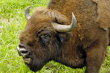 European bison at Ligatne Nature Trail, Gauja National Park, Latvia, Baltic States, Europe