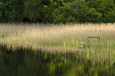 Reeds along the shore of Trakai Lake, near Vilnius, Lithuania, Baltic States, Europe