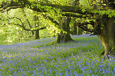 Bluebells in Carstramon Wood, Fleet Valley, near Gatehouse of Fleet, Dumfries and Galloway, Scotland, United Kingdom, Europe