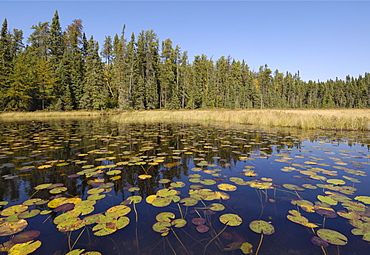 Water lilies on the Frost River, Boundary Waters Canoe Area Wilderness, Superior National Forest, Minnesota, United States of America, North America