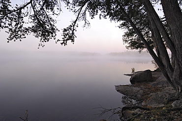 Misty morning, Malberg Lake, Boundary Waters Canoe Area Wilderness, Superior National Forest, Minnesota, United States of America, North America