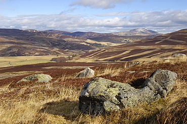 Moorland of the Cairngorm National Park, between Crathie and Gairnshiel, Aberdeenshire, Scotland, United Kingdom, Europe