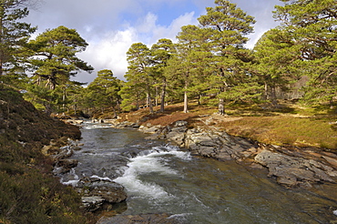 Scots Pine forest and Lui Water, Deeside, near Braemar, Cairngorms National Park, Aberdeenshire, Scotland, United Kingdom, Europe