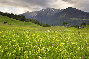 Alpine meadow, near Kofels, Umhausen, Otztal valley, Tyrol, Austria, Europe