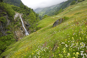 Alpine meadow, Venter Tal near Vent, Otztal valley, Tyrol, Austria, Europe