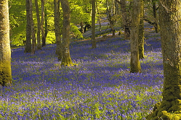 Bluebells in Carstramon Wood, Dumfries and Galloway, Scotland, United Kingdom, Europe