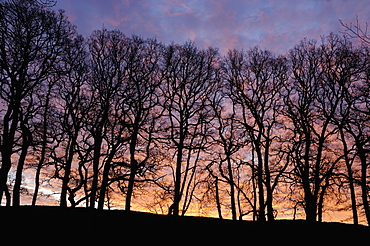 Dawn over copse of oak trees, Dumfries and Galloway, Scotland, United Kingdom, Europe