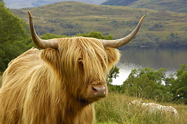 Highland cattle above Loch Katrine, Loch Lomond and Trossachs National Park, Stirling, Scotland, United Kingdom, Europe