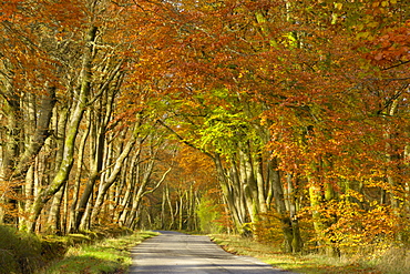 Avenue of beech trees, near Laurieston, Dumfries and Galloway, Scotland, United Kingdom, Europe