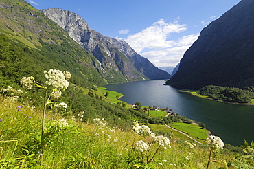 Wildflower meadow overlooking Naeroyfjorden, Sogn og Fjordane, UNESCO World Heritage Site, Norway, Scandinavia, Europe