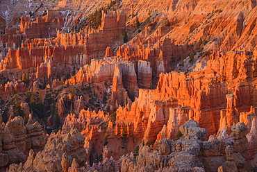 Bryce Canyon at dawn, from Sunset Point, Bryce Canyon National Park, Utah, United States of America, North America