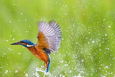 Kingfisher (Alcedo atthis), United Kingdom, Europe