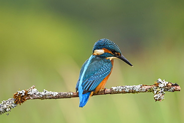 Kingfisher (Alcedo atthis), United Kingdom, Europe