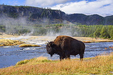 American Bison (Bison bison), Little Firehole River, Yellowstone National Park, UNESCO World Heritage Site, Wyoming, United States of America, North America