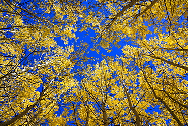 Aspens in fall (Populus tremuloides), Grand Tetons National Park, Wyoming, United States of America, North America