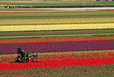 Working in the tulip rows in the bulb fields, near Lisse, Holland (The Netherlands), Europe