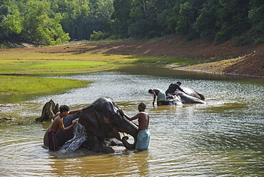 Washing the elephants at Kottoor Kappukadu Elephant rehabilitation centre, Kerala, India, South Asia