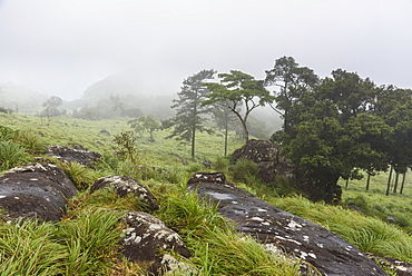 Ponmudi Hills, Thiruvananthapuram District, Kerala, India, South Asia