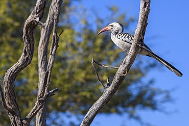 Southern Red-billed Hornbill (Tockus rufirostris), Makgadikgadi Pans National Park, Kalahari, Botswana, Africa