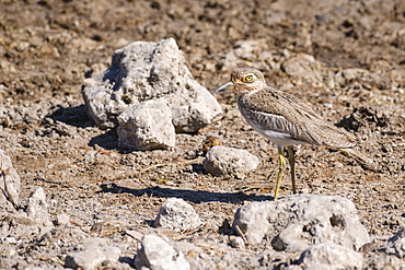 Water Thick-knee (Burhinus vermiculatus), Makgadikgadi Pans National Park, Kalahari, Botswana, Africa