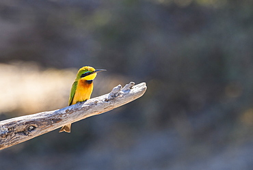 Little Bee-eater (Merops pusillus), Makgadikgadi Pans National Park, Kalahari, Botswana, Africa