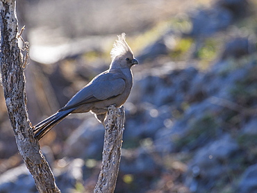 Grey Go-away-bird (Corythaixoides concolor), Makgadikgadi Pans National Park, Kalahari, Botswana, Africa