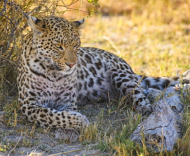 Female Leopard (Panthera pardus), resting in the shade of a tree, Bushman Plains, Okavango Delta, Botswana, Africa