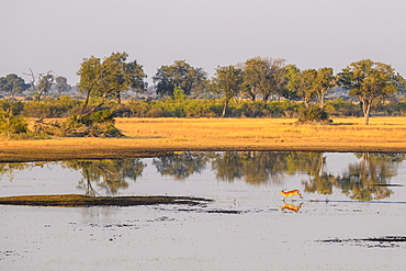 Aeiral view of Red Lechwe (Southern Lechwe) (Kobus leche), Okavango Delta, Botswana, Africa