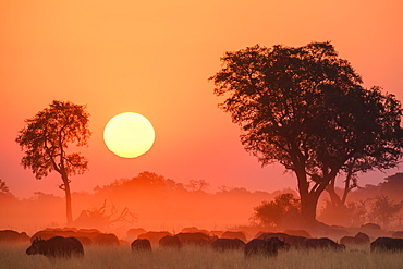 African buffalo (Cape Buffalo) (Syncerus caffer), at sunset, Bushman Plains, Okavango Delta, Botswana, Africa