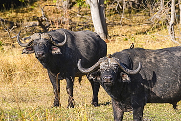 African buffalo (Cape Buffalo) (Syncerus caffer) with Red-billed Oxpecker (Buphagus erythrorhynchus), Okavango Delta, Botswana, Africa