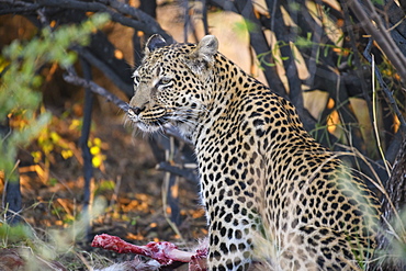 Leopard (Panthera pardus) at a kill, Khwai Private Reserve, Okavango Delta, Botswana, Africa