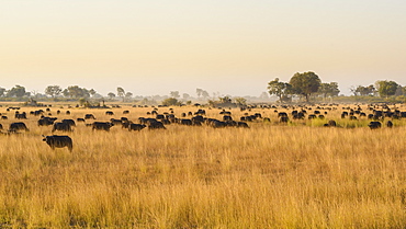 Herd of African buffalo (Cape Buffalo) (Syncerus caffer), Bushman Plains, Okavango Delta, Botswana, Africa