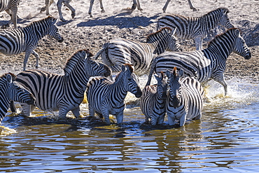 Burchell's zebra (Equus quagga burchellii) drinking in the Boteti River, Makgadikgadi Pans National Park, Kalahari, Botswana, Africa