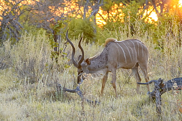 Male Greater Kudu (Tragelaphus strepsiceros), Khwai Private Reserve, Okavango Delta, Botswana, Africa