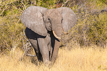 African Elephant (Loxodonta africana), Macatoo, Okavango Delta, Botswana, Africa