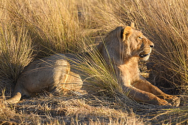 Young Male Lion (Panthera leo), Macatoo, Okavango Delta, Botswana, Africa